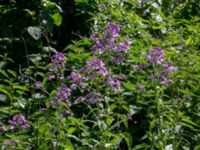 Hesperis matronalis Lokstallarna, Malmö, Skåne, Sweden 20190531_0077