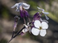 Hesperis matronalis Utfyllnad Oljesjön, Oljehamnen, Malmö, Skåne, Sweden 20210616_0142