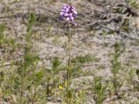 Hesperis matronalis Utfyllnad Oljesjön, Oljehamnen, Malmö, Skåne, Sweden 20210616_0162