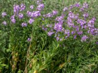 Hesperis pycnotricha Bryggeslund, Östra Vemmenhög, Skurup, Skåne, Sweden 20150628_0168