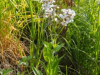 Hesperis pycnotricha Scoutstugan, Bunkeflo strandängar, Malmö, Skåne, Sweden 20170606_0079