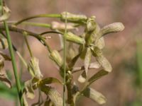 Hesperis tristis Stormaren, Mörbylånga, Öland, Sweden 20170526_0089