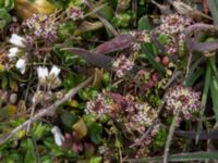 Hornungia petraea Åkerby, Mörbylånga, Öland, Sweden 20160410_0069