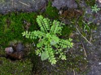 Hornungia petraea Nubbgatan 7, Malmö, Skåne, Sweden 20190208_0001