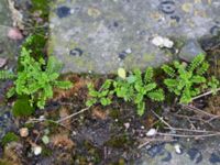 Hornungia petraea Nubbgatan 7, Malmö, Skåne, Sweden 20190208_0003