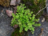 Hornungia petraea Nubbgatan 7, Malmö, Skåne, Sweden 20190208_0004