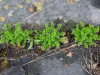 Hornungia petraea Nubbgatan 7, Malmö, Skåne, Sweden 20190208_0005