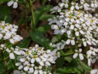 Iberis amara Ärtholmsvägen, Malmö, Skåne, Sweden 20180814_0020