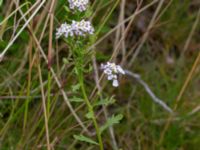 Iberis amara Kroksbäcksstigen, Malmö, Skåne, Sweden 20190702_0009