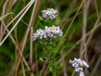 Iberis amara Kroksbäcksstigen, Malmö, Skåne, Sweden 20190702_0010