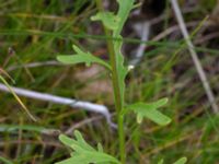 Iberis amara Kroksbäcksstigen, Malmö, Skåne, Sweden 20190702_0011