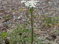 Iberis amara Ruderatyta Matsgatan, Malmö, Skåne, Sweden 20220615_0060