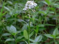 Iberis sempervirens Herrgårdsparken, Fröseke, Uppvidinge, Småland, Sweden 20190608_0488