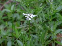 Iberis sempervirens Herrgårdsparken, Fröseke, Uppvidinge, Småland, Sweden 20190608_0490