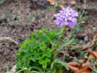 Iberis umbellata Ärtholmsvägen, Malmö, Skåne, Sweden 20180811_0008