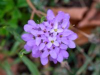 Iberis umbellata Ärtholmsvägen, Malmö, Skåne, Sweden 20180811_0009