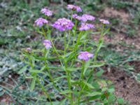 Iberis umbellata Ärtholmsvägen, Malmö, Skåne, Sweden 20180811_0016