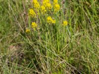 Isatis tinctoria Banvallen Handikappbadet, Ribersborg, Malmö, Skåne, Sweden 20170521_0016