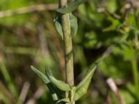 Isatis tinctoria Banvallen Handikappbadet, Ribersborg, Malmö, Skåne, Sweden 20170521_0017