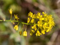 Isatis tinctoria Banvallen Handikappbadet, Ribersborg, Malmö, Skåne, Sweden 20170521_0020