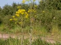 Isatis tinctoria Banvallen Handikappbadet, Ribersborg, Malmö, Skåne, Sweden 20170521_0022