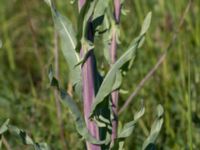 Isatis tinctoria Banvallen Handikappbadet, Ribersborg, Malmö, Skåne, Sweden 20170521_0024