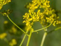 Isatis tinctoria Banvallen Handikappbadet, Ribersborg, Malmö, Skåne, Sweden 20170521_0025