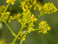 Isatis tinctoria Banvallen Handikappbadet, Ribersborg, Malmö, Skåne, Sweden 20170521_0026