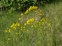 Isatis tinctoria Banvallen Handikappbadet, Ribersborg, Malmö, Skåne, Sweden 20170521_0029