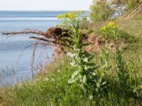 Isatis tinctoria Lilla Frö, Mörbylånga, Öland, Sweden 20170526_0122