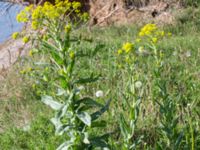 Isatis tinctoria Lilla Frö, Mörbylånga, Öland, Sweden 20170526_0123