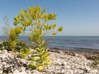 Isatis tinctoria Smygehuksdungen, Trelleborg, Skåne, Malmö, Skåne, Sweden 20130702-10