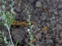 Lepdium sativum Kämnärsvägen 47 K, Lund, Skåne, Sweden 20180529_0029