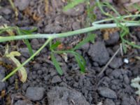 Lepdium sativum Kämnärsvägen 47 K, Lund, Skåne, Sweden 20180529_0030