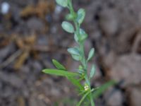 Lepdium sativum Kämnärsvägen 47 K, Lund, Skåne, Sweden 20180529_0033