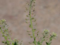 Lepidium campestre 1.85 km WSW Kastlösa kyrka, Mörbylånga, Öland, Sweden 20190609_0204