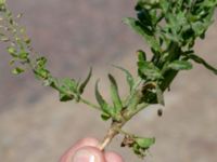 Lepidium campestre 1.85 km WSW Kastlösa kyrka, Mörbylånga, Öland, Sweden 20190609_0206