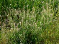 Lepidium campestre 1.85 km WSW Kastlösa kyrka, Mörbylånga, Öland, Sweden 20190609_0208