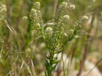 Lepidium campestre Hamnen, Klagshamns udde, Malmö, Skåne, Sweden 20190520_0023