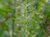 Lepidium campestre Hillarp, Munka-Ljungby, Ängelholm, Skåne, Sweden 20170709_0016