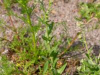 Lepidium campestre Kämnärsvägen, Lund, Skåne, Sweden 20200530_0029