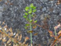 Lepidium campestre Segeåns mynning, Malmö, Skåne, Sweden 20190729_0024