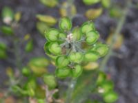 Lepidium campestre Segeåns mynning, Malmö, Skåne, Sweden 20190729_0026