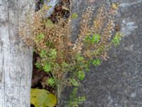 Lepidium campestre Segeåns mynning, Malmö, Skåne, Sweden 20190729_0027