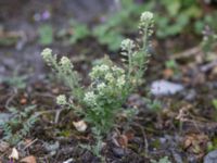 Lepidium campestre Segeåns mynning, Malmö, Skåne, Sweden 20240623_0001