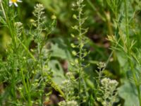 Lepidium campestre Vrams Gunnarstorp, Bjuv, Skåne, Sweden 20220618_0065