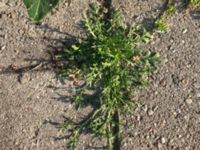 Lepidium coronopus Fågelbacksgatan, Malmö, Skåne, Sweden 20190812_1