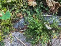 Lepidium coronopus Fågelbacksgatan, Malmö, Skåne, Sweden 20190812_3