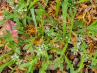 Lepidium coronopus Pildammsvägen 10, Malmö, Skåne, Sweden 20170717B_0060