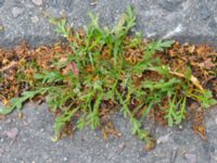 Lepidium coronopus Pildammsvägen 10, Malmö, Skåne, Sweden 20170717_0060